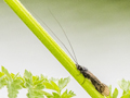 Ceraclea nigronervosa